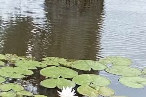Caddo Lake / Cypress Touring Co.