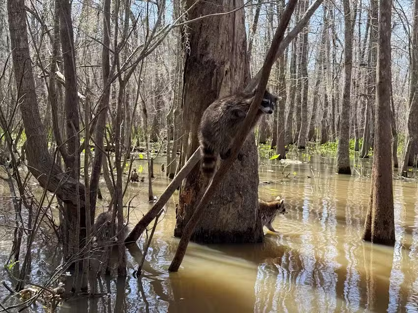 Cajun Encounters Tour Company