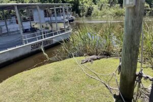 Cajun Pride Swamp Tours