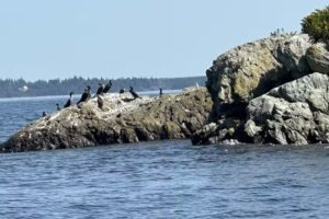 Camden Harbor Cruises