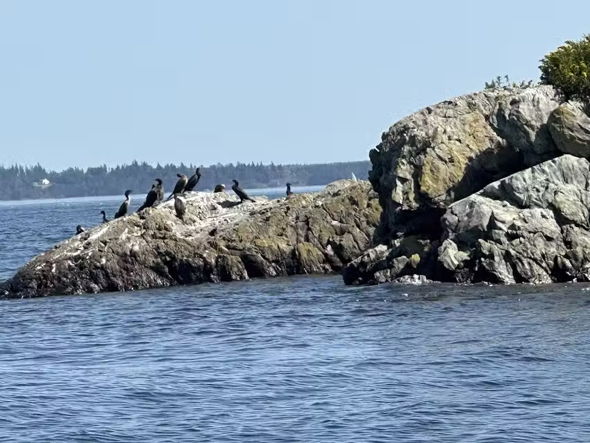 Camden Harbor Cruises