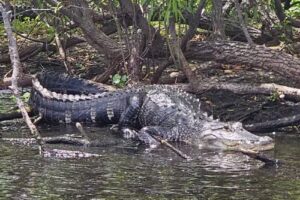 Camp Holly Airboat Rides