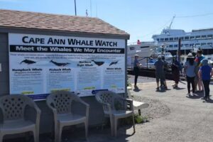 Cape Ann Whale Watch