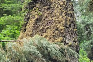 Cape Perpetua Visitor Center – Siuslaw National Forest