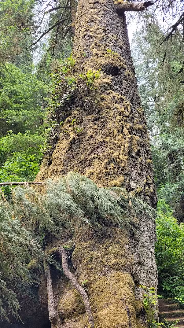 Cape Perpetua Visitor Center &ndash; Siuslaw National Forest