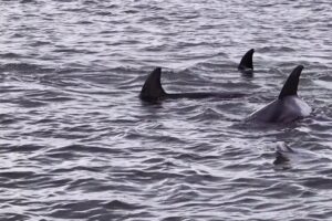 Captain Casey’s Island Cruises L.L.C.