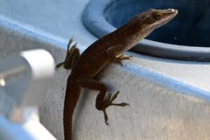 Captain Caviar Swamp Tours