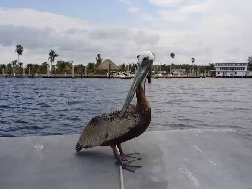 Captain Doug&rsquo;s Airboat Tours