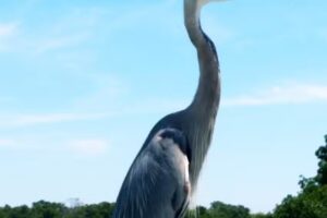 Captain Fin’s Sightseeing and Boat Tours