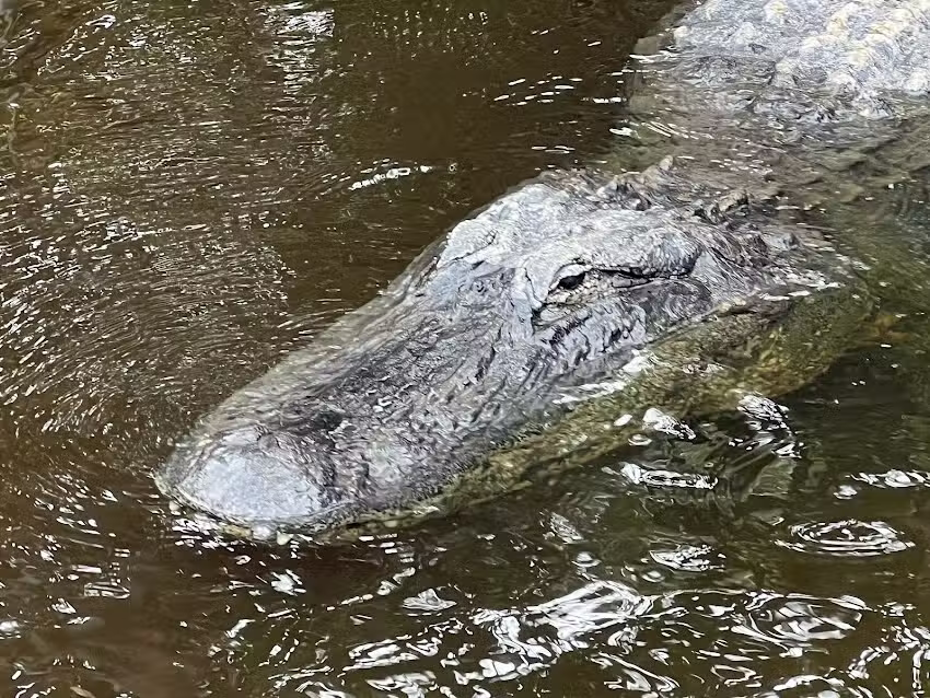 Captain Jack&rsquo;s Airboat Tours