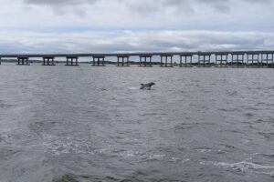 Captain Johnny’s Dolphin Watch