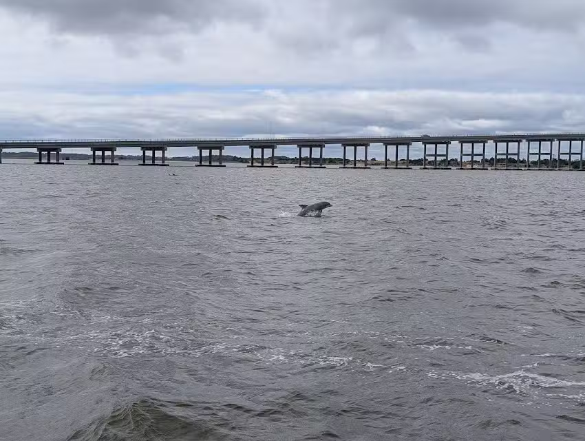 Captain Johnny&rsquo;s Dolphin Watch