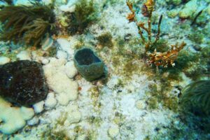 Captain Slate’s Scuba Adventures