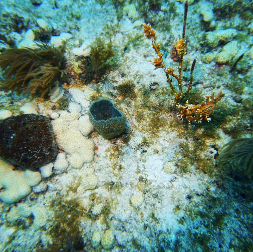 Captain Slate’s Scuba Adventures