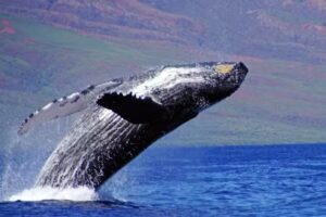 Captain Steve’s Rafting