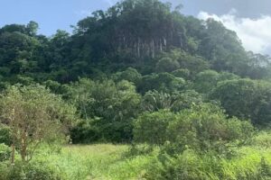 Caribbean Vibes Travel Co.