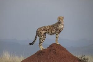 Carolyn Waffle Certified Travel