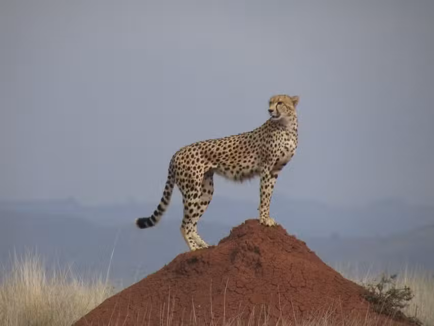 Carolyn Waffle Certified Travel