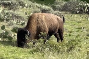 Catalina Adventure Tours