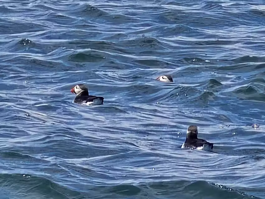 &ldquo;Catch Your Dinner&rdquo; &ndash; Lobster boat tours