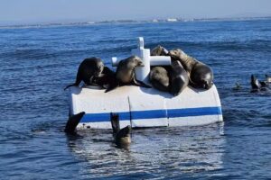 Channel Islands Dolphin Adventures