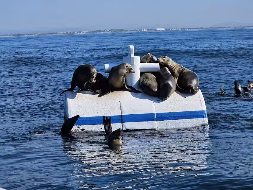 Channel Islands Dolphin Adventures