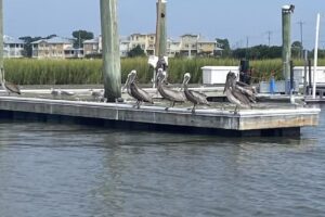 Charleston Outdoor Adventures