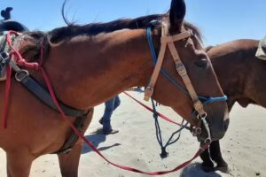 Chenois Creek Horse Rentals