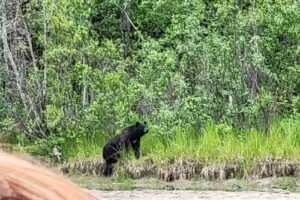 Chilkat River Adventures