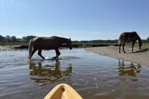 Chincoteague Island Tours