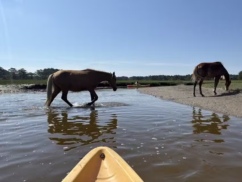 Chincoteague Island Tours