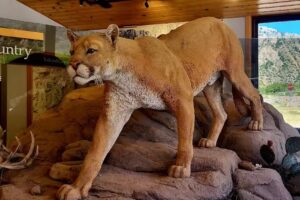 Chisos Basin Visitor Center
