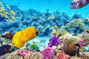 Cindy Sherrod Cruise Planner