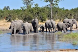 CK Global Travel, LLC