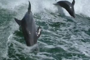 Clearwater Island Boat Tours