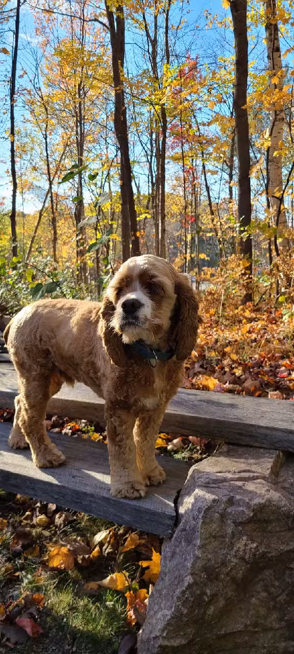 Cliffs Ridge &ndash; Marquette&rsquo;s Premier Vacation Rental