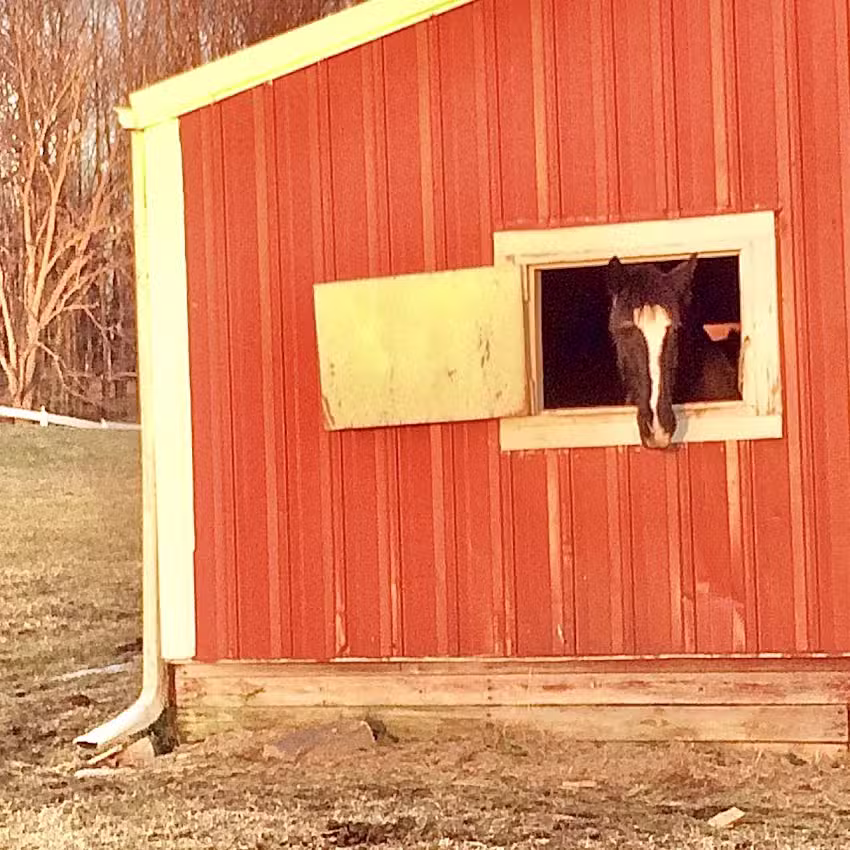 Cloverleaf Equine Center