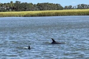 Coastal Expeditions at Downtown Beaufort