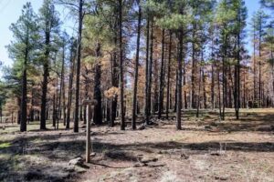 Coconino National Forest Supervisor’s Office