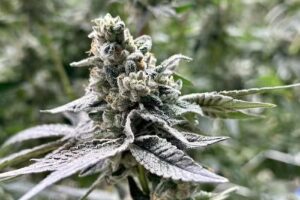 Colorful Colorado Tours & Transporation