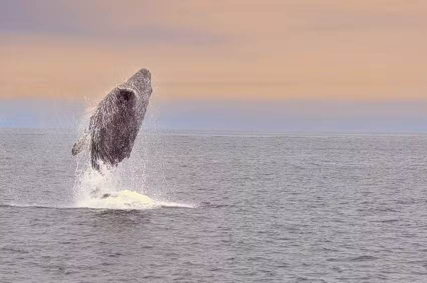 Condor Express Whale Watching