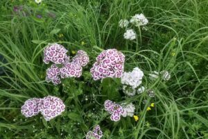 Contact Station & Park Office