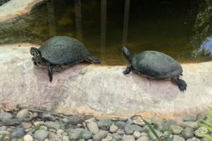 Coopertown The Original Airboat Tour of Everglades National Park
