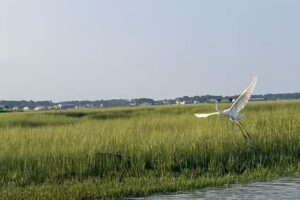 Cowboy Cruise Company