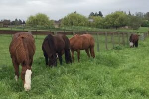 CROSSROADS RANCH RIDING STABLE