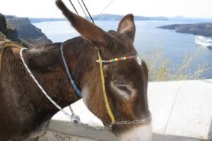 Cruise King International Inc