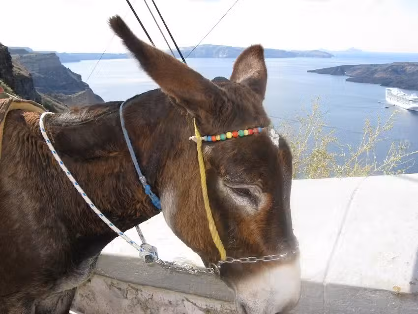 Cruise King International Inc