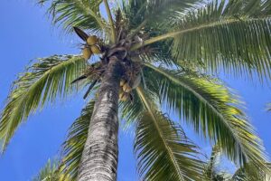 Cruise Planners Pamela Cservak