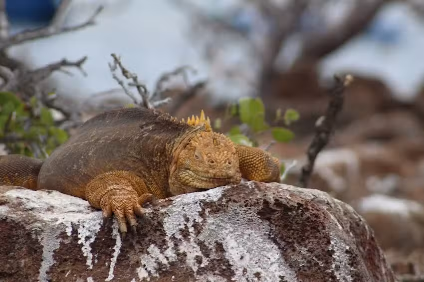 Cruise & World Travel