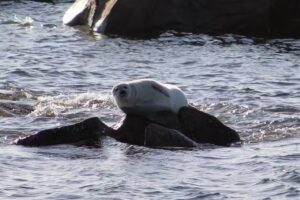 CruiseRI – Seal Tours